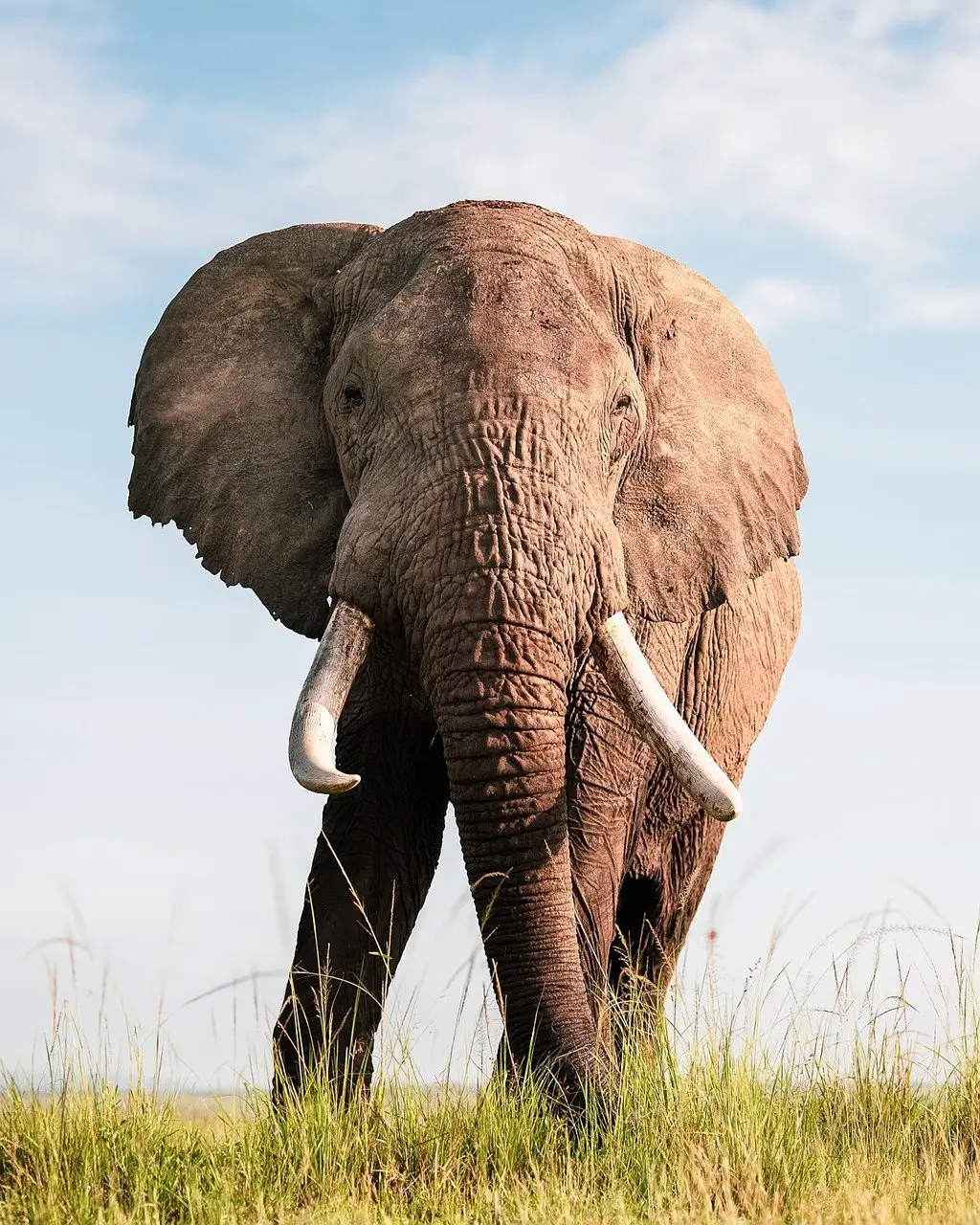 elephant, nature, wildlife, safari, animal, mammal, pachyderm, trunk, man, africa, wilderness, india, cute