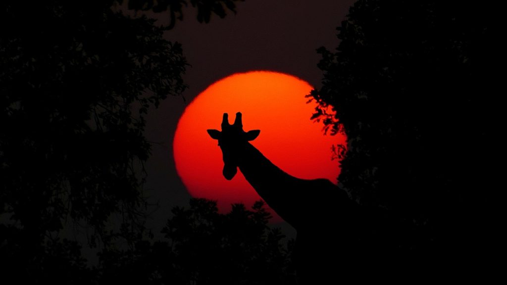 giraffe, animal, africa, sunset, nature, wilderness, safari, adventure, wild animal, neck, mammal, head, sun, wildlife, giraffe, giraffe, giraffe, giraffe, giraffe, africa