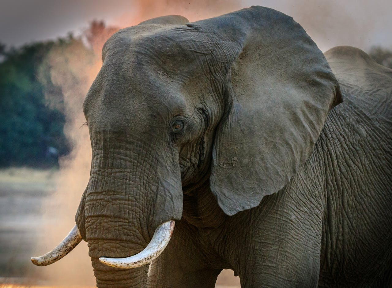 Close-up of a magnificent African elephant displaying its tusks in the wild of Zambia.