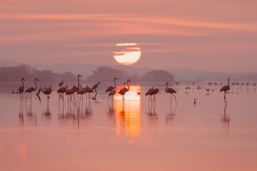 A serene view of flamingos wading at sunset reflected in water, Progreso, Mexico.