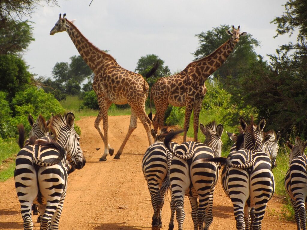 zebras, tanzania, mikumi, national, park, nature, animal, wild, wildlife, zebra, giraffe, safari, africa, stripes, dirt road, striped, game, herd