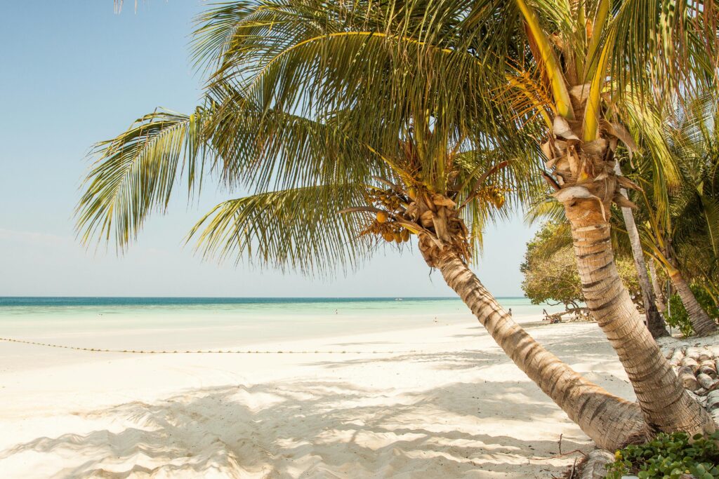 Idyllic tropical beach scene with palm trees and white sand, perfect for a summer escape.
