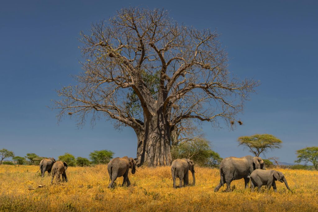 A herd of African elephants grazing under a large baobab tree on the savannah landscape.