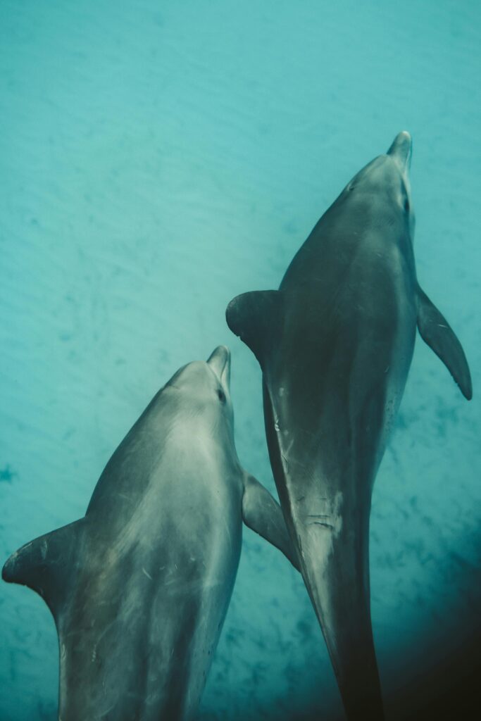 dolphins